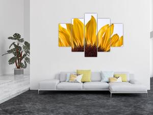 Obraz kvetu slnečnice (Obraz 150x105cm)