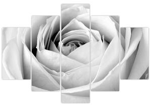 Čiernobiely obraz ruže (Obraz 150x105cm)