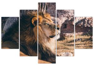 Obraz - ležiaci lev (Obraz 150x105cm)