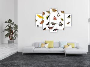Obrazy motýľov (Obraz 150x105cm)