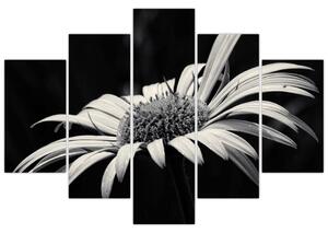 Čiernobiely obraz kvetu (Obraz 150x105cm)