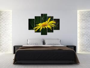 Obraz žltého kvetu (Obraz 150x105cm)