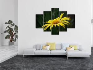 Obraz žltého kvetu (Obraz 150x105cm)