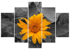 Obraz oranžového kvetu (Obraz 150x105cm)