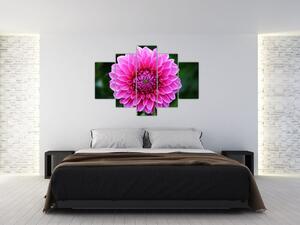 Obraz ružového kvetu (Obraz 150x105cm)