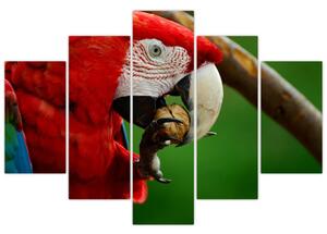 Obraz papagája (Obraz 150x105cm)