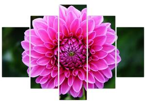 Obraz ružového kvetu (Obraz 150x105cm)