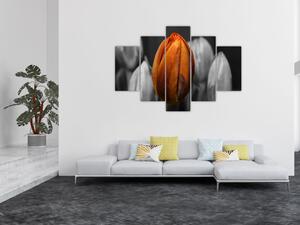 Oranžový tulipán medzi čiernobielymi - obraz (Obraz 150x105cm)