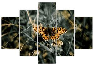 Obraz motýľa (Obraz 150x105cm)