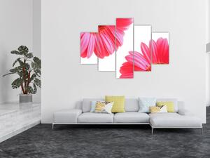 Obraz kvetín - astra (Obraz 150x105cm)