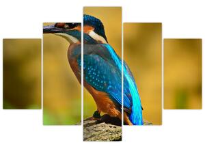 Obraz - farebný vták (Obraz 150x105cm)