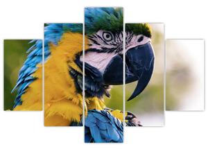 Obraz - papagáj (Obraz 150x105cm)