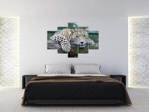Obraz leopard (Obraz 150x105cm)