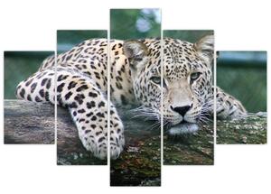 Obraz leopard (Obraz 150x105cm)