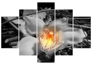 Kvet na čiernobielom pozadí - moderný obraz (Obraz 150x105cm)
