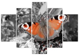 Oranžový motýľ - obraz (Obraz 150x105cm)