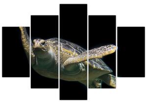 Obraz plávajúce korytnačky (Obraz 150x105cm)