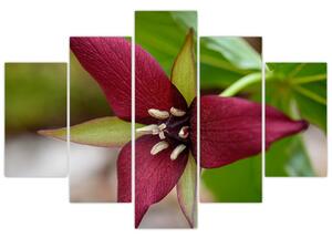 Kvitnúca rastlina - obrazy do domu (Obraz 150x105cm)
