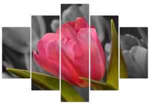 Obraz červeného tulipánu na čiernobielom pozadí (Obraz 150x105cm)