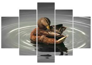 Obraz - kačice vo vode (Obraz 150x105cm)