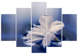 Obraz bieleho kvetu vo vode (Obraz 150x105cm)