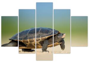 Obraz korytnačky - moderné obrazy (Obraz 150x105cm)