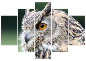 Vyzerajúce sova - obraz (Obraz 150x105cm)
