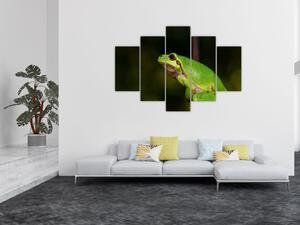 Obraz žaby (Obraz 150x105cm)