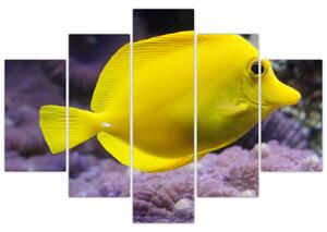 Obraz - žlté ryby (Obraz 150x105cm)