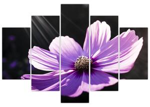 Obraz fialového kvetu (Obraz 150x105cm)