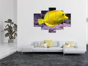 Obraz - žlté ryby (Obraz 150x105cm)