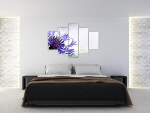 Obraz fialového kvetu (Obraz 150x105cm)
