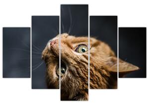 Moderný obraz - mačky (Obraz 150x105cm)
