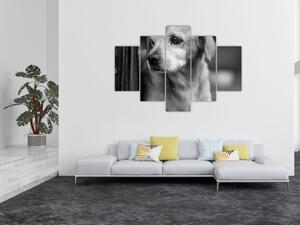 Čiernobiely obraz psa (Obraz 150x105cm)