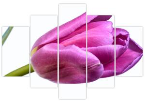 Obraz ružového tulipánu (Obraz 150x105cm)