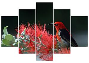 Obraz vtákov - červená (Obraz 150x105cm)