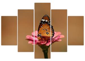 Obraz motýľa (Obraz 150x105cm)