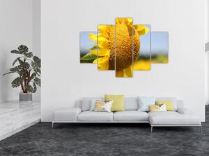Obraz slnečnica (Obraz 150x105cm)