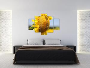 Obraz slnečnica (Obraz 150x105cm)
