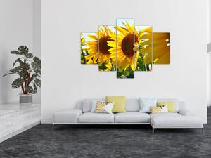Obraz slnečníc na stenu (Obraz 150x105cm)