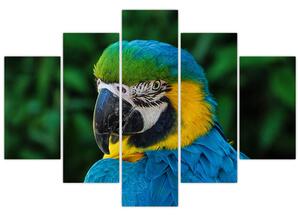 Obraz papagája (Obraz 150x105cm)