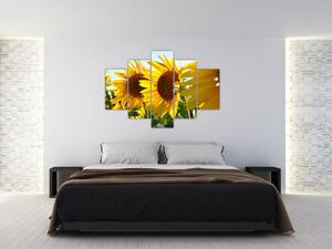 Obraz slnečníc na stenu (Obraz 150x105cm)