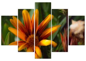 Obraz detailu kvety (Obraz 150x105cm)