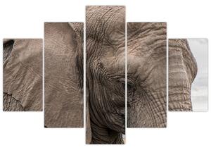 Obraz slona (Obraz 150x105cm)