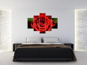 Obraz ruže (Obraz 150x105cm)