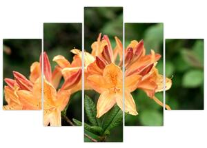 Oranžové kvety (Obraz 150x105cm)