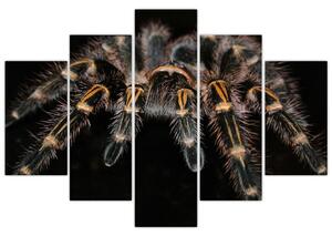 Obraz - Tarantula (Obraz 150x105cm)