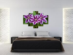 Súkvetia rastliny, obraz do bytu (Obraz 150x105cm)