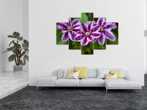 Súkvetia rastliny, obraz do bytu (Obraz 150x105cm)