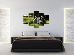 Obraz lemurov (Obraz 150x105cm)